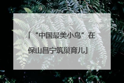 “中国最美小鸟”在保山昌宁筑巢育儿