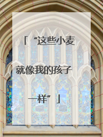 “这些小麦就像我的孩子一样”