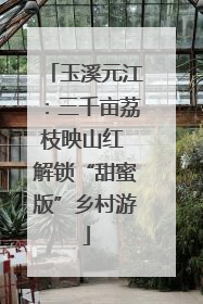 玉溪元江：三千亩荔枝映山红 解锁“甜蜜版”乡村游