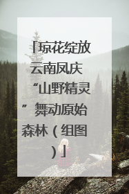 琼花绽放 云南凤庆“山野精灵”舞动原始森林（组图）