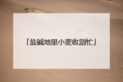 盐碱地里小麦收割忙