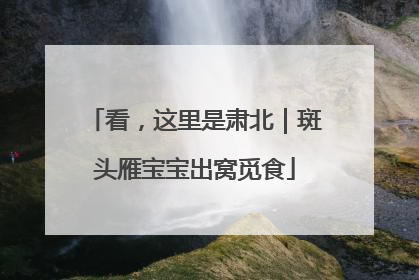 看，这里是肃北｜斑头雁宝宝出窝觅食