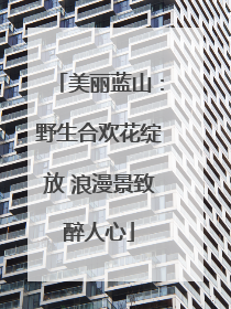 美丽蓝山：野生合欢花绽放 浪漫景致醉人心