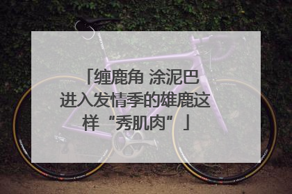 缠鹿角 涂泥巴 进入发情季的雄鹿这样“秀肌肉”