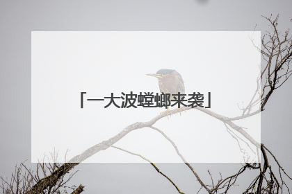 一大波螳螂来袭