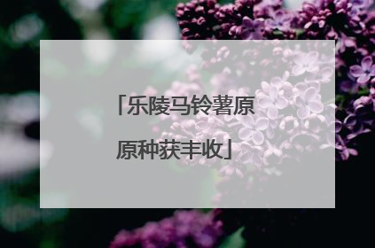 乐陵马铃薯原原种获丰收