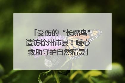 受伤的“长嘴鸟”造访徐州沛县！暖心救助守护自然精灵