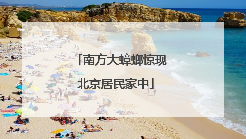 南方大蟑螂惊现北京居民家中