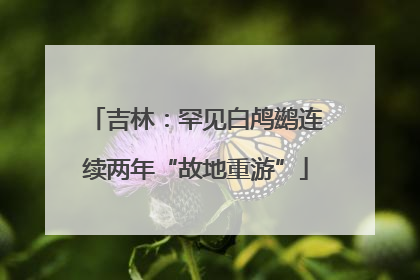 吉林：罕见白鸬鹚连续两年“故地重游”
