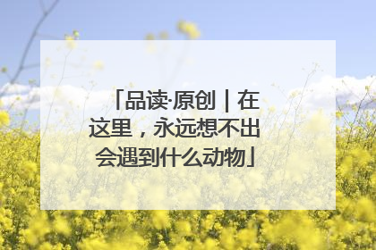 品读·原创｜在这里，永远想不出会遇到什么动物