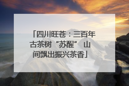 四川旺苍：三百年古茶树“苏醒” 山间飘出振兴茶香