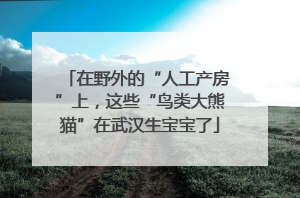 在野外的“人工产房”上，这些“鸟类大熊猫”在武汉生宝宝了