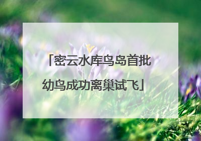 密云水库鸟岛首批幼鸟成功离巢试飞