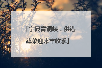 宁夏青铜峡：供港蔬菜迎来丰收季