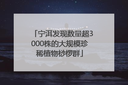 宁洱发现数量超3000株的大规模珍稀植物桫椤群