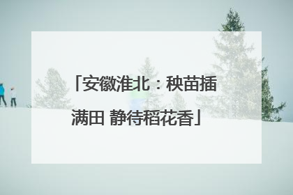 安徽淮北：秧苗插满田 静待稻花香