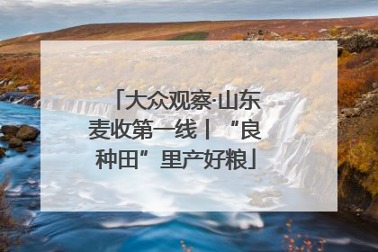 大众观察·山东麦收第一线丨“良种田”里产好粮