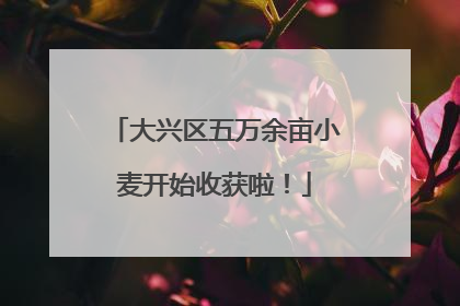大兴区五万余亩小麦开始收获啦！
