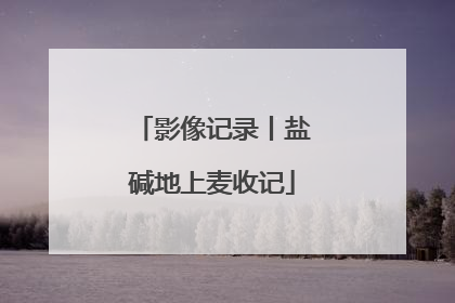 影像记录丨盐碱地上麦收记