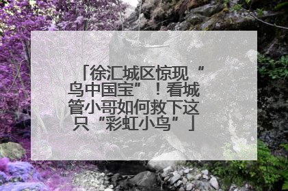 徐汇城区惊现“鸟中国宝”！看城管小哥如何救下这只“彩虹小鸟”