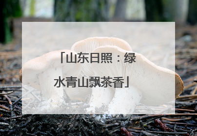 山东日照：绿水青山飘茶香