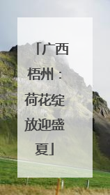 广西梧州：荷花绽放迎盛夏
