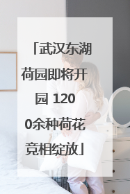 武汉东湖荷园即将开园 1200余种荷花竞相绽放