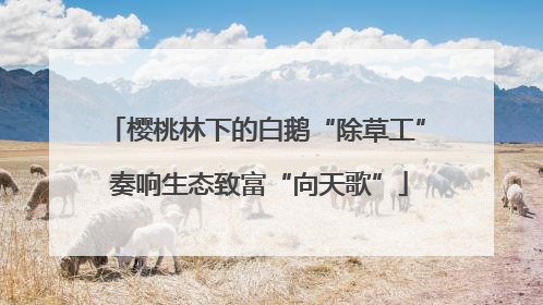 樱桃林下的白鹅“除草工” 奏响生态致富“向天歌”