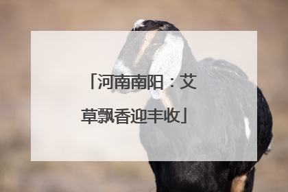 河南南阳：艾草飘香迎丰收
