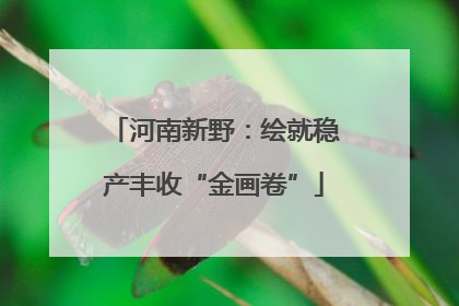 河南新野：绘就稳产丰收“金画卷”