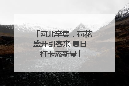 河北辛集：荷花盛开引客来 夏日打卡添新景