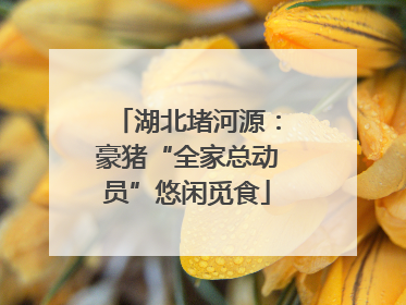 湖北堵河源：豪猪“全家总动员”悠闲觅食