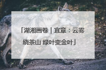 湖湘画卷｜宜章：云雾绕茶山 绿叶变金叶