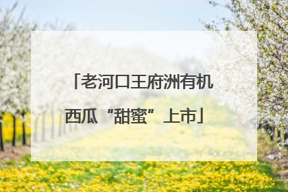 老河口王府洲有机西瓜“甜蜜”上市
