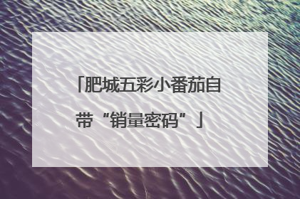 肥城五彩小番茄自带“销量密码”