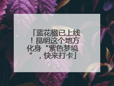 蓝花楹已上线！昆明这个地方化身“紫色梦境”，快来打卡