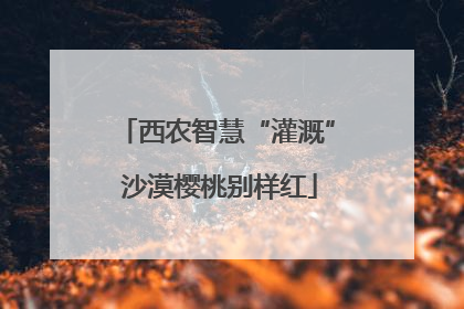 西农智慧“灌溉” 沙漠樱桃别样红