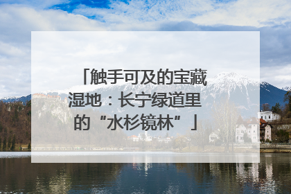 触手可及的宝藏湿地：长宁绿道里的“水杉镜林”