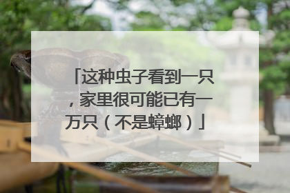 这种虫子看到一只，家里很可能已有一万只（不是蟑螂）
