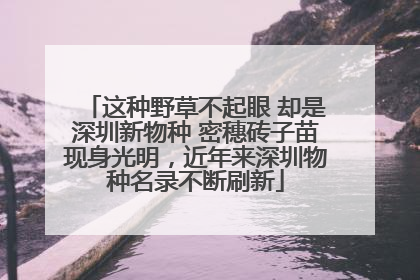这种野草不起眼 却是深圳新物种 密穗砖子苗现身光明，近年来深圳物种名录不断刷新