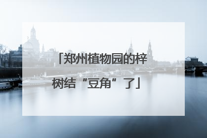 郑州植物园的梓树结“豆角”了