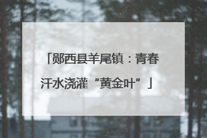 郧西县羊尾镇：青春汗水浇灌“黄金叶”