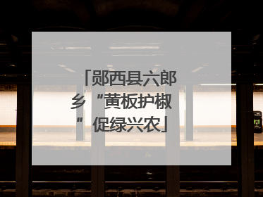 郧西县六郎乡“黄板护椒”促绿兴农