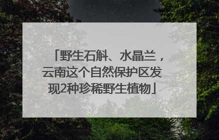 野生石斛、水晶兰，云南这个自然保护区发现2种珍稀野生植物