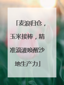 麦浪归仓，玉米接棒，精准滴灌唤醒沙地生产力