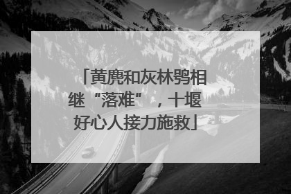 黄麂和灰林鸮相继“落难”，十堰好心人接力施救