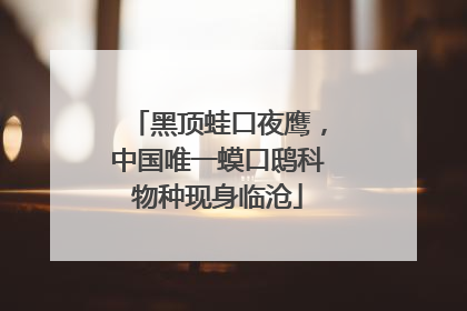 黑顶蛙口夜鹰，中国唯一蟆口鸱科物种现身临沧